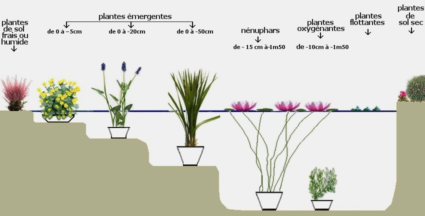 plantes aquatiques pour bassin de jardin