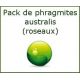 Pack de phragmites (roseaux) N°1