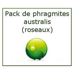 Pack de phragmites panachées (roseaux)