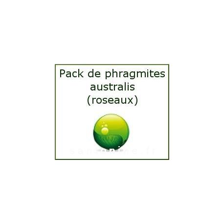 Pack de phragmites (roseaux) N°1