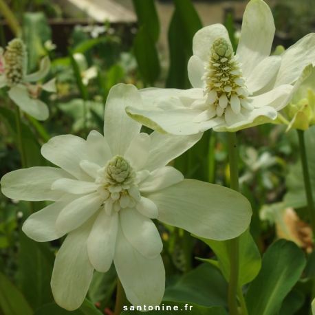 Anemopsis californica - originale et longue floraison blanche