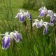 Iris laevigata Mottled Beauty
