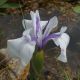 Iris d'eau blanc