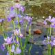 Iris aquatique