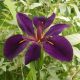 Iris de Louisiane