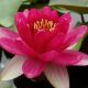 Nymphaea Perry s Baby Red