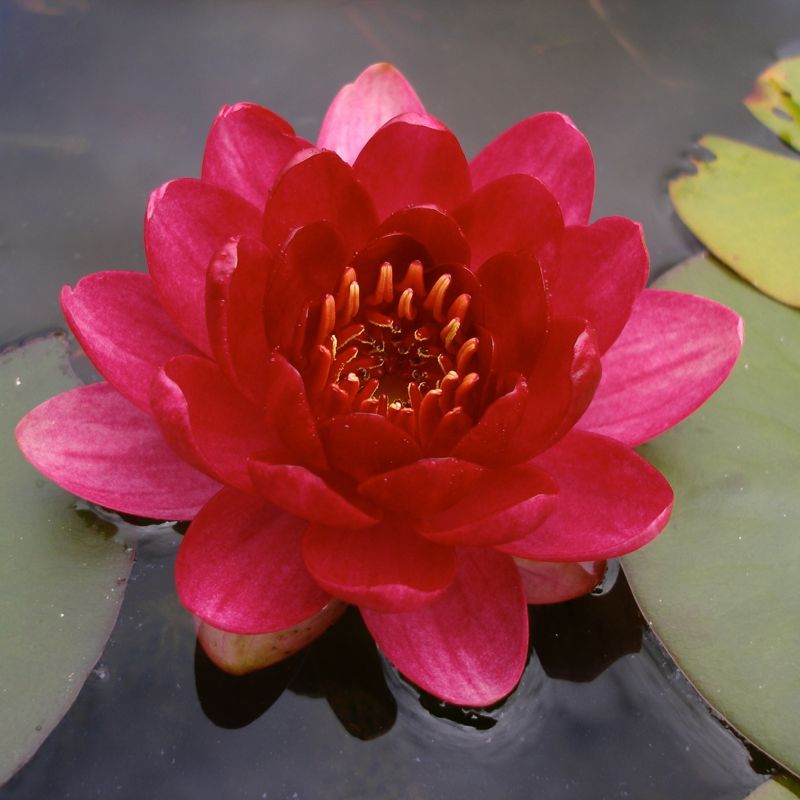 Nymphaea 'Perry s Baby Red'