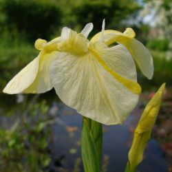 Iris pseudacorus var. bastardii