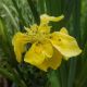 Iris des marais à fleur double