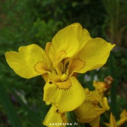 Iris pseudacorus 'Flore Plena'