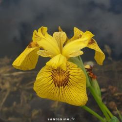 Iris pseudacorus 'Roy Davidson'