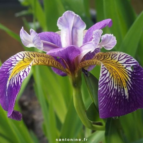 Iris pseudacorus 'Holdens Child' à fleurs violet foncé