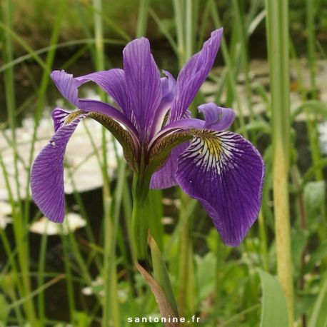 Iris versicolor 'Dark Aura''