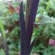 Iris versicolor 'Dark Aura''
