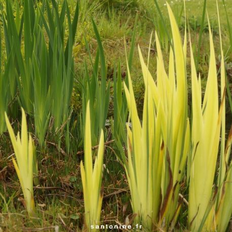 Iris des marais panaché
