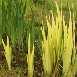Iris des marais panaché