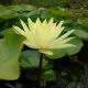 Nymphaea A J Colonel Welch