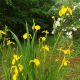Iris pseudacorus 'Compact Form'