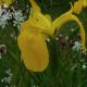 Iris pseudacorus 'Compact Form'