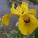 Iris pseudacorus 'Phil Edinger'