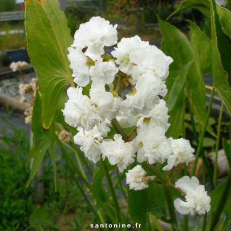 Sagittaria sagittifolia Flore Pleno