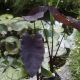 Colocasia esculenta 'Black Magic'