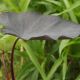 Colocasia esculenta 'Black Magic'