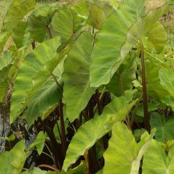 Colocasia esculenta 'Black Petiole'