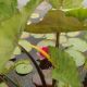 Colocasia esculenta 'Black Petiole'