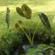 Colocasia esculenta 'Imperial'