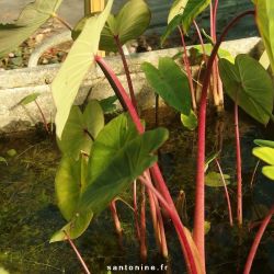 Colocasia esculenta 'Pink China'