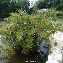 Cyperus involucratus