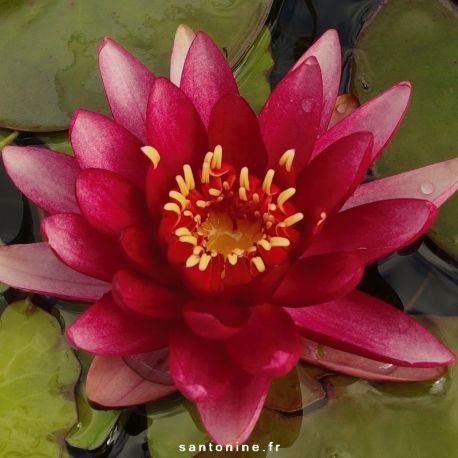 Nymphaea 'Perry's Red Star'