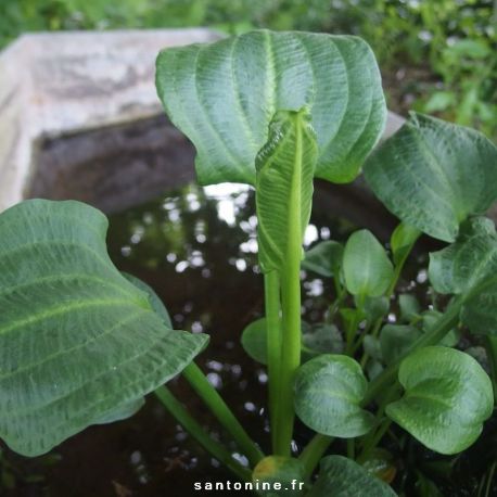 Alisma plantago-aquatica var. parviflora