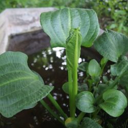 Alisma plantago-aquatica var. parviflora