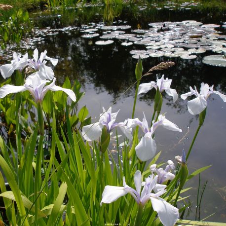 Un iris d'eau - le laevigata 'Snowdrift' à floraison blanche