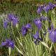 Iris d'eau panaché
