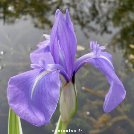 Iris d'eau panaché