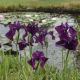 Iris japonais panaché