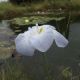 Iris du Japon blanc