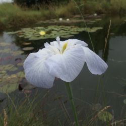 Iris du Japon blanc