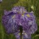 Iris du Japon