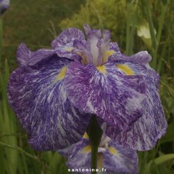 Iris ensata 'Ideal'