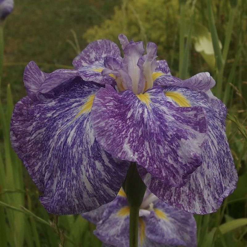 Iris ensata 'Ideal'