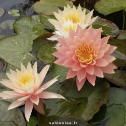 Nymphaea 'Sunny Pink'