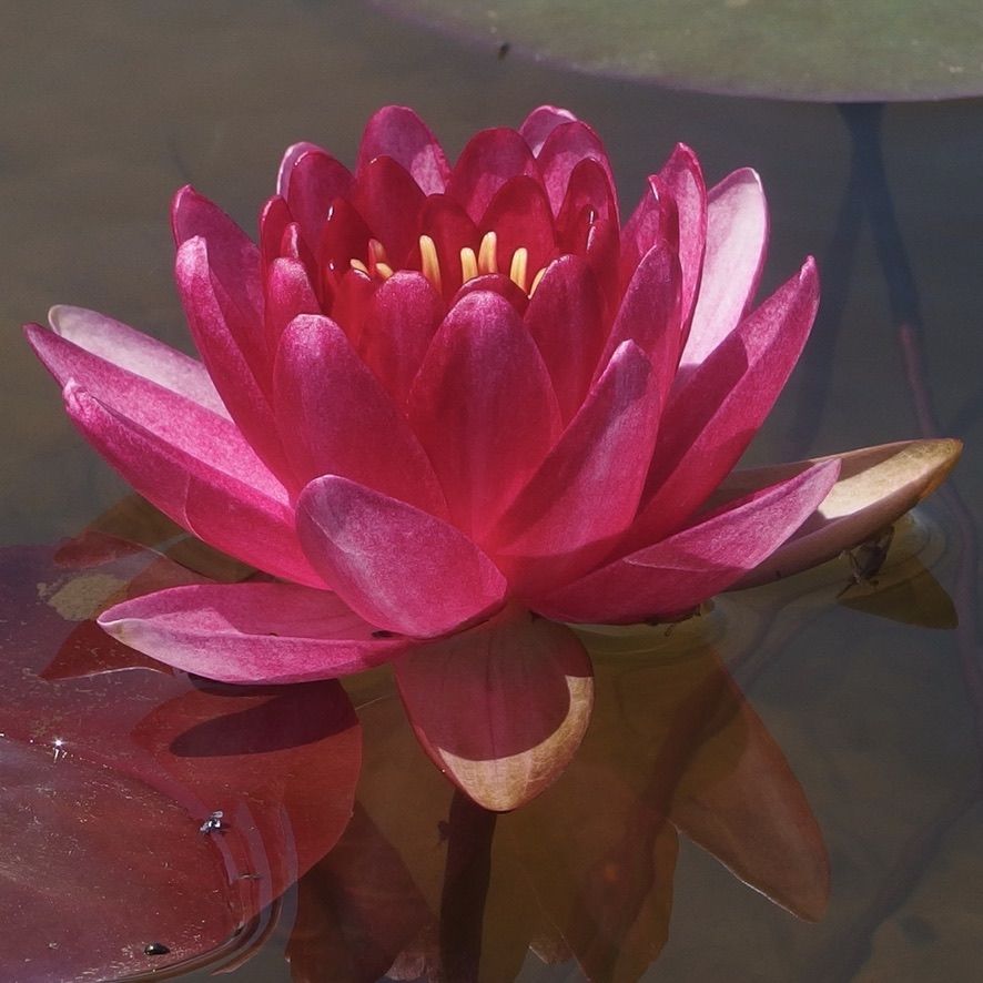 Nymphaea 'Perry's Super Red'