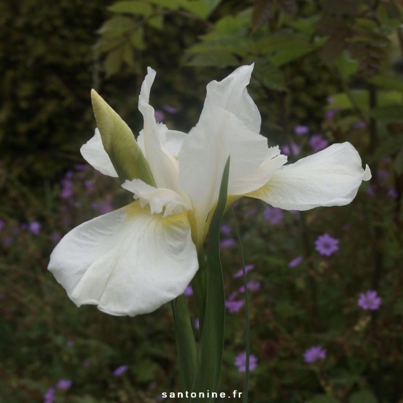 Iris sibirica 'Snow Queen' - iris blanc pour berge fraiche