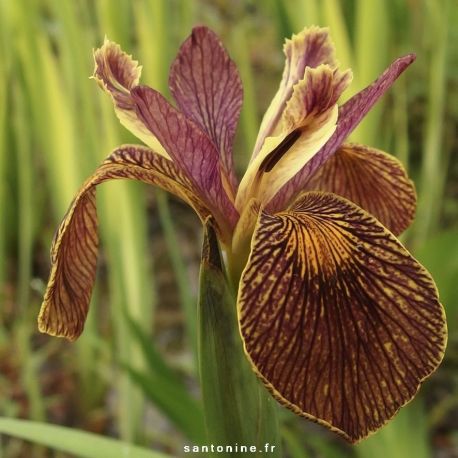 Iris des marais 'Holden Clough'