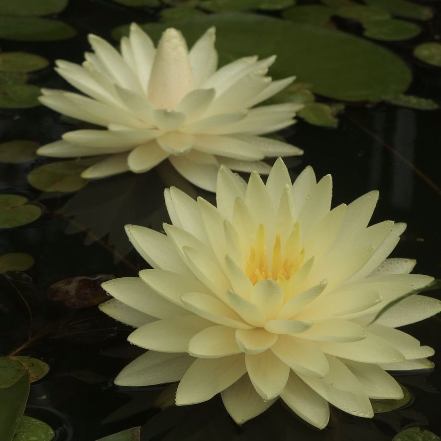 Nymphaea 'Perry's Double Yellow'