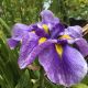 Iris ensata Azure